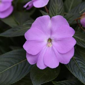 New Guinea impatiens hawkerii 'Super Sonic Lavender'