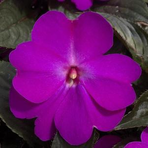 New Guinea impatiens hawkerii 'Super Sonic Lilac'