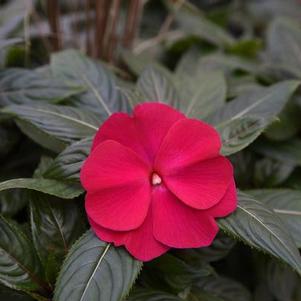 New Guinea impatiens hawkerii 'Super Sonic Magenta'