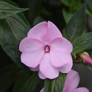 New Guinea impatiens hawkerii 'Super Sonic Pastel Pink'