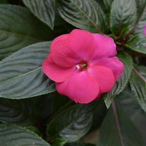 New Guinea impatiens hawkerii 'Super Sonic Pink'