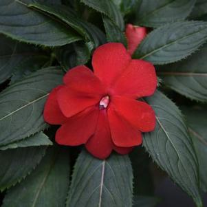 New Guinea impatiens hawkerii 'Super Sonic Red'