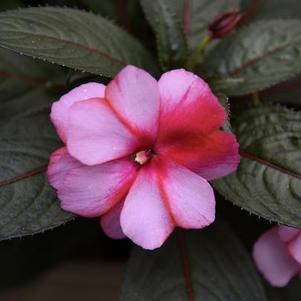 New Guinea impatiens hawkerii 'Super Sonic Sweet Cherry'