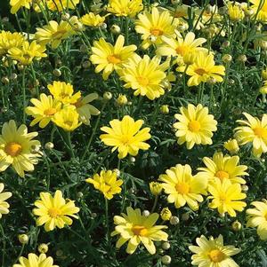 Argyranthemum frutescens 'Beauty Yellow'