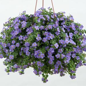 Bacopa sutera cordata 'Scopia Gulliver Blue'