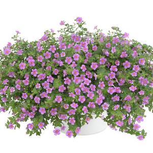 Bacopa sutera cordata 'Scopia Gulliver Pink'