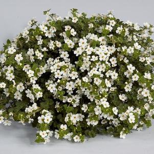 Bacopa sutera cordata 'Scopia Gulliver White Imp'