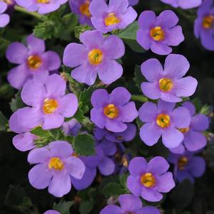 Bacopa sutera cordata 'Big Falls Dark Blue 24'