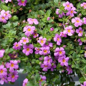 Bacopa sutera cordata 'Big Falls Dark Pink 24'