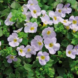 Bacopa sutera cordata 'Big Falls Pearl 24'