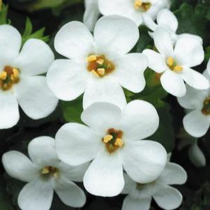 Bacopa sutera cordata 'Big Falls White 24'