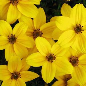 Bidens ferulifolia 'Namid Compact Yellow'