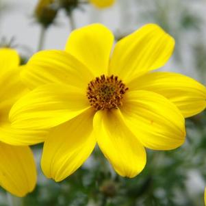 Bidens ferulifolia 'Namid Special Yellow'