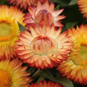 Bracteantha bracteata 'Mohave Apricot'