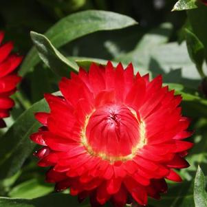 Bracteantha bracteata 'Mohave Dark Red'