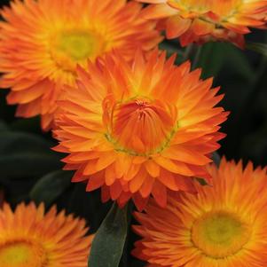 Bracteantha bracteata 'Mohave Orange'