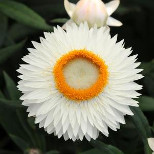 Bracteantha bracteata 'Mohave White '24'