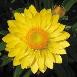 Bracteantha bracteata 'Mohave Yellow'