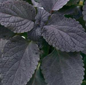 Coleus scutellarioides 'Dark Star'