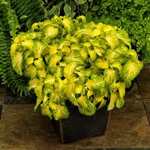 Coleus scutellarioides 'Party Time Lime'