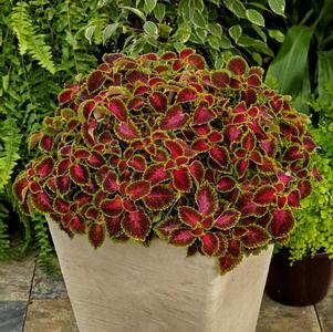 Coleus scutellarioides 'Party Time Pink Berry'