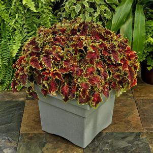 Coleus scutellarioides 'Party Time Sangria'
