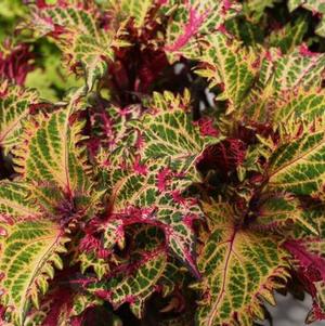 Coleus scutellarioides 'Peter's Wonder'
