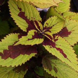 Coleus scutellarioides 'Pineapple Beauty'