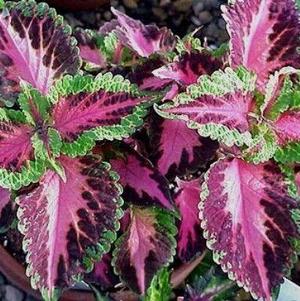 Coleus scutellarioides 'Pistachio Nightmare'