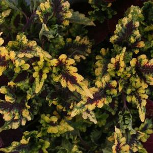 Coleus scutellarioides 'Solar Flair'