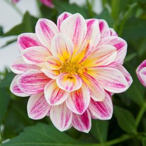 Dahlia hybrida 'Dalaya Pink with Yellow Eye'