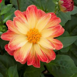 Dahlia hybrida 'Dalaya Red with Yellow Eye'