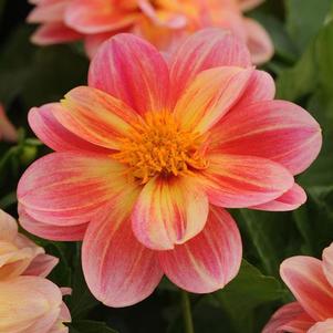 Dahlia hybrida 'Dalaya Pink and Lemon'