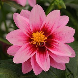 Dahlia hybrida 'Dalaya Pink with Rose Eye'