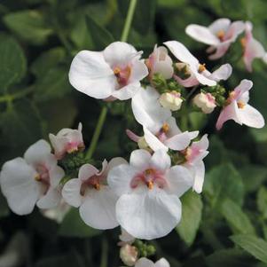 Diascia barberae 'Piccadilly Appleblossom'