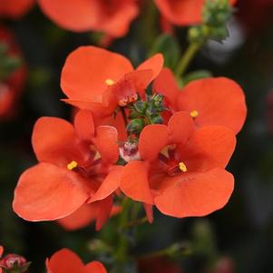 Diascia barberae 'Piccadilly Dark Orange'