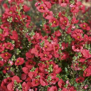 Diascia barberae 'Piccadilly Dark Red'