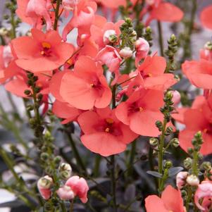 Diascia barberae 'Piccadilly Dark Salmon'