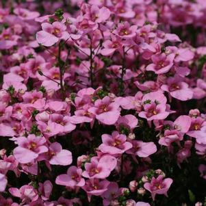 Diascia barberae 'Piccadilly Pink'