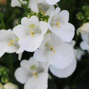 Diascia barberae 'Piccadilly White'