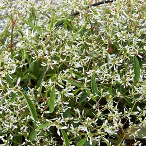 Euphorbia hypericifolia 'Loreen White'