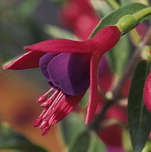 Fuchsia hybrid 'Blue Eyes'