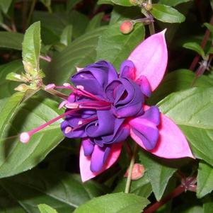 Fuchsia hybrid 'Dollar Princess'