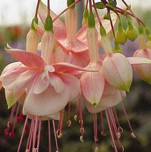 Fuchsia hybrid 'Southgate'