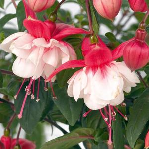 Fuchsia hybrid 'Swingtime'