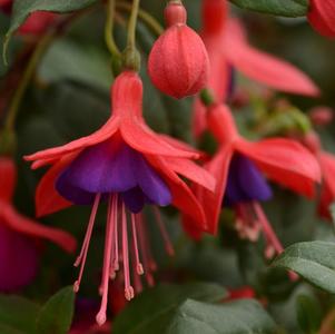 Fuchsia hybrid 'Bellinto Compact Red and Violet'