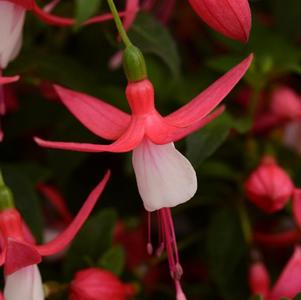 Fuchsia hybrid 'Bellinto Compact Red and White'