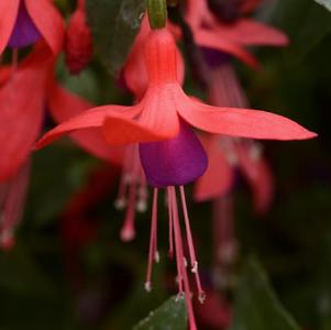 Fuchsia hybrid 'Bellinto Red and Blue'