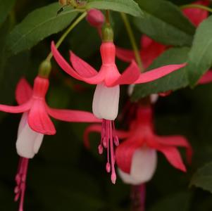 Fuchsia hybrid 'Bellinto Red and White'