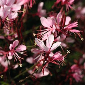 Gaura lindheimeri 'Belleza Compact Light Pink'